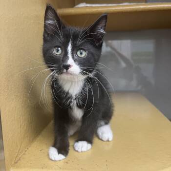Tito -  Domestic Short Hair Cat for Adoption in Chicago, Illinois - Tito | PetCurious