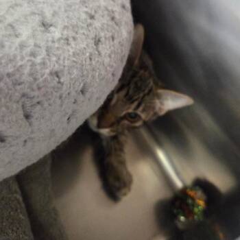 Bean -  Domestic Short Hair Cat for Adoption in Spokane, Washington - Bean | PetCurious