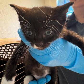 Domestic Short Hair Cats Available for Adoption in Knoxville, Tennessee - Ollie | PetCurious