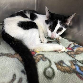 Masquerade -  Domestic Short Hair Cat for Adoption in Tipp City, Ohio - Masquerade | PetCurious