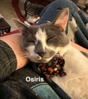 Osiris -  Domestic Short Hair Cat Available for Adoption in The Woodlands, Texas - Osiris | PetCurious
