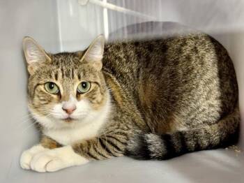 Lioness -  Domestic Short Hair Cat for Adoption in New York, New York - Lioness | PetCurious