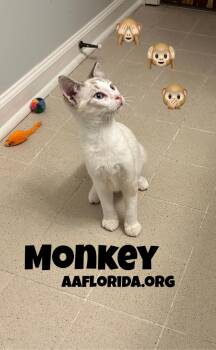 Siamese and Domestic Short Hair Cats Available for Adoption in Pensacola, Florida - Monkey | PetCurious