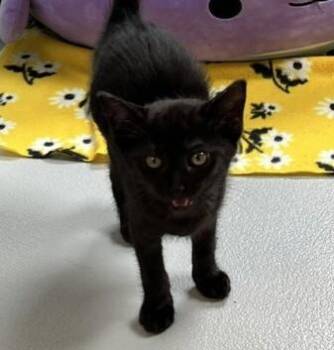 Nora 648-26 -  Domestic Short Hair Cat for Adoption in Cumming, Georgia - Nora 648-26 | PetCurious