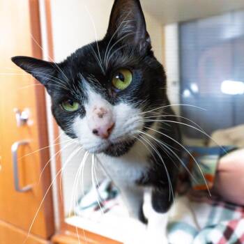 Domestic Short Hair Cats Available for Adoption in South Elgin, Illinois - Mosca | PetCurious
