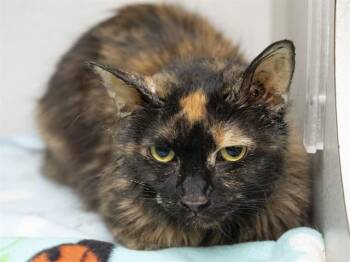 STACY -  Domestic Short Hair Cat for Adoption in Phoenix, Arizona - STACY | PetCurious