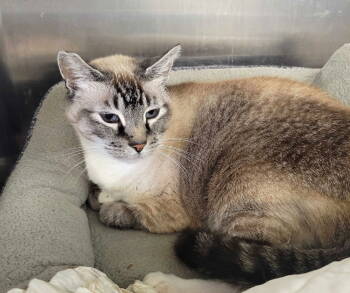Rescue Domestic Short Hair and Siamese Cats for Adoption in Oakland, California - Stacey | PetCurious