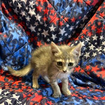 Voyager -  Domestic Medium Hair Cat for Adoption in Fredericksburg, Virginia - Voyager | PetCurious
