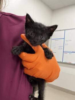 YUNO -  Domestic Short Hair Cat Available for Adoption in Baytown, Texas - YUNO | PetCurious