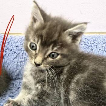 Domestic Short Hair Cats Available for Adoption in San Pablo, California - Halo Cloud #7 | PetCurious