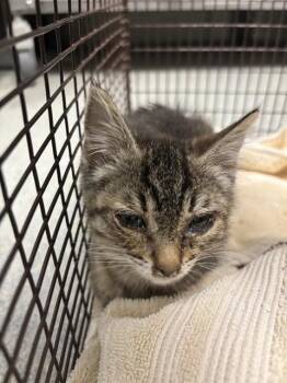NYRA -  Domestic Short Hair Cat for Adoption in Ontario, California - NYRA | PetCurious