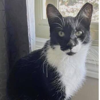 BOSCO -  Tuxedo Cat Available for Adoption in Delhi, Ontario - BOSCO | PetCurious