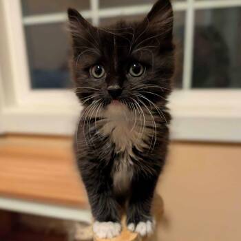 Maria Theresa -  Domestic Long Hair and Tuxedo Cat for Adoption in Wilsonville, Oregon - Maria Theresa | PetCurious