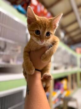 Wrench -  Domestic Short Hair Cat for Adoption in Leitchfield, Kentucky - Wrench | PetCurious