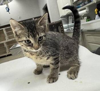 Suki -  Domestic Short Hair Cat for Adoption in Pequot Lakes, Minnesota - Suki | PetCurious