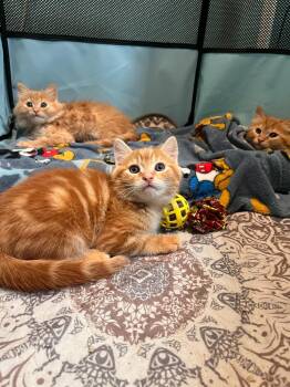 Cheeto -  Domestic Short Hair Cat Available for Adoption in Los Angeles, California - Cheeto | PetCurious