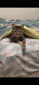 Bambi -  Domestic Short Hair Cat for Adoption in Pocatello, Idaho - Bambi | PetCurious