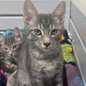 Vitos 29807 -  Domestic Short Hair Cat for Adoption in Middleburg, Florida - Vitos 29807 | PetCurious