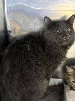 Domestic Medium Hair Cats Available for Adoption - 60548275 | PetCurious