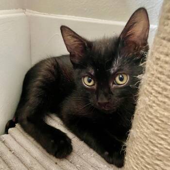 Rescue Domestic Short Hair Cats for Adoption in Los Angeles, California - Lily | PetCurious