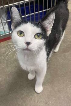 Rescue Domestic Short Hair Cats for Adoption in Calhoun, Kentucky - Moana | PetCurious