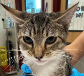Raja -  Domestic Short Hair Cat for Adoption in Golden, Colorado - Raja | PetCurious