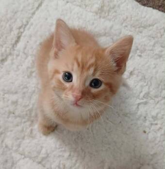 Dreamsicle -  Domestic Short Hair Cat for Adoption in Van Wert, Ohio - Dreamsicle | PetCurious