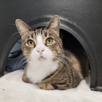 Rescue Domestic Short Hair Cats for Adoption in Fort Wayne, Indiana - Big Papa | PetCurious