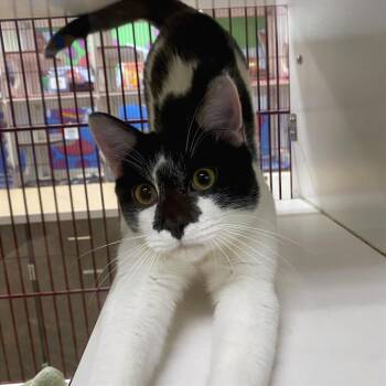 Jersey -  Domestic Short Hair Cat for Adoption in Cheyenne, Wyoming - Jersey | PetCurious
