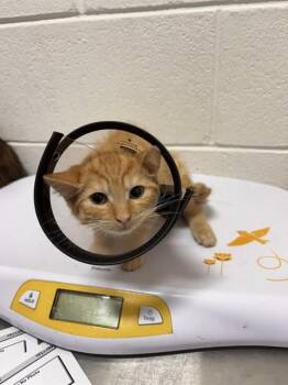LEO -  Domestic Short Hair Cat for Adoption - LEO | PetCurious