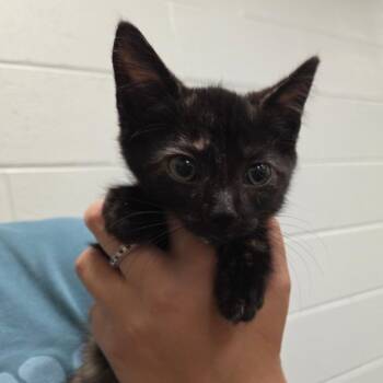 Juliet -  Domestic Short Hair Cat for Adoption in Chattanooga, Tennessee - Juliet | PetCurious