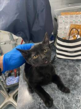 A226810 -  Domestic Short Hair Cat Available for Adoption in Woodland, California - A226810 | PetCurious