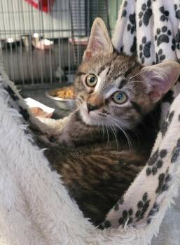 Taffy -  Domestic Short Hair Cat for Adoption in Broomall, Pennsylvania - Taffy | PetCurious