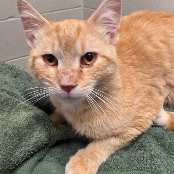 Lando -  Domestic Short Hair Cat for Adoption in Bristol, Indiana - Lando | PetCurious