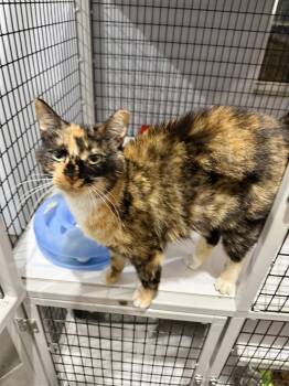 Domestic Short Hair Cats Available for Adoption in Camden, South Carolina - Map Quest | PetCurious
