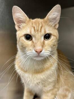 Christopher -  Domestic Short Hair Cat for Adoption in Wichita, Kansas - Christopher | PetCurious