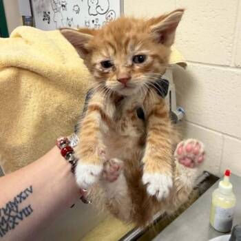 Clown Fish -  Domestic Short Hair Cat for Adoption in Reno, Nevada - Clown Fish | PetCurious