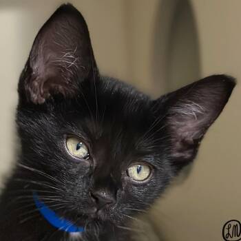 Tiny -  Domestic Short Hair Cat for Adoption in Victor, New York - Tiny | PetCurious