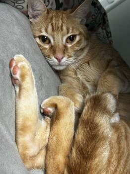 Raphael -  Domestic Short Hair Cat for Adoption in Little Elm, Texas - Raphael | PetCurious