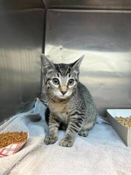 Domestic Short Hair Cats Available for Adoption in El Paso, Texas - Quasar | PetCurious