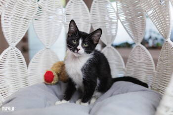 Rescue Domestic Short Hair Cats for Adoption in Pompano Beach, Florida - Jazz | PetCurious