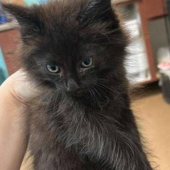 Domestic Medium Hair Cats Available for Adoption in Gadsden, Alabama - Luigi | PetCurious