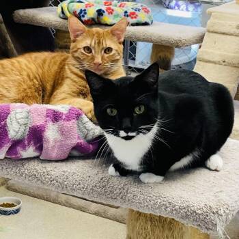 Domestic Short Hair Cats Available for Adoption - Brock & Aaron | PetCurious