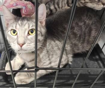 Domestic Short Hair Cats Available for Adoption in Republic, Missouri - Tres | PetCurious