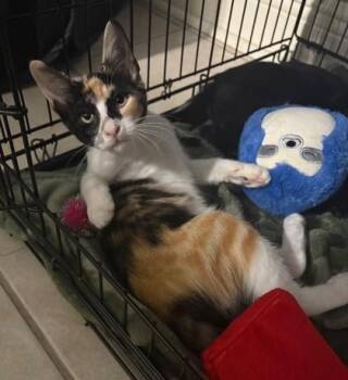 Winnie -  Domestic Short Hair Cat for Adoption in Morristown, New Jersey - Winnie | PetCurious