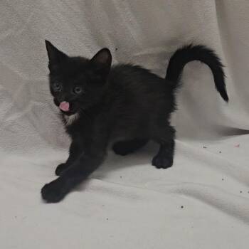 Herschel -  Domestic Short Hair Cat for Adoption in Rexburg, Idaho - Herschel | PetCurious