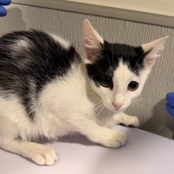 Dice -  Domestic Short Hair Cat for Adoption in Tampa, Florida - Dice | PetCurious