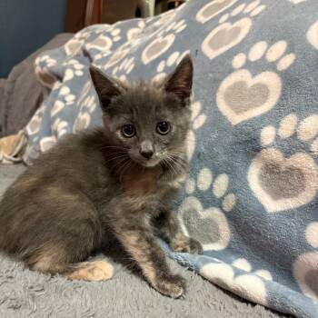 Rescue Domestic Medium Hair Cats for Adoption in Riverside, California - Lola | PetCurious