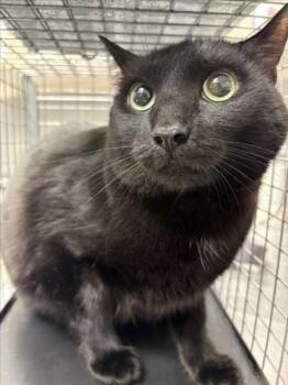AMARU -  Domestic Short Hair Cat for Adoption in Las Vegas, Nevada - AMARU | PetCurious
