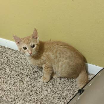 Rescue Domestic Short Hair Cats for Adoption - Apollo | PetCurious